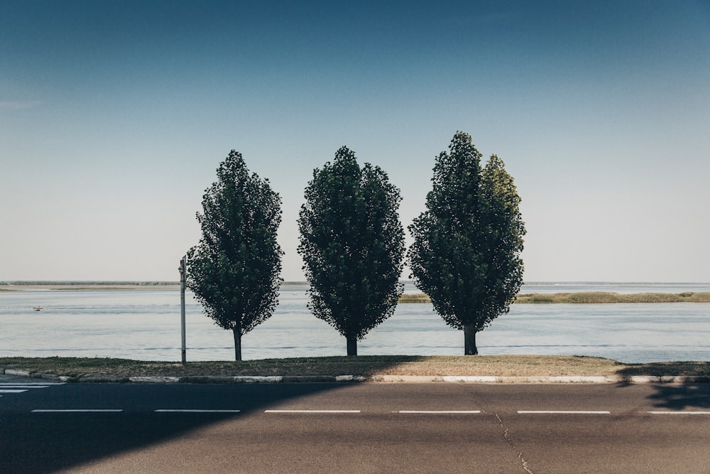 three green trees near coastal road