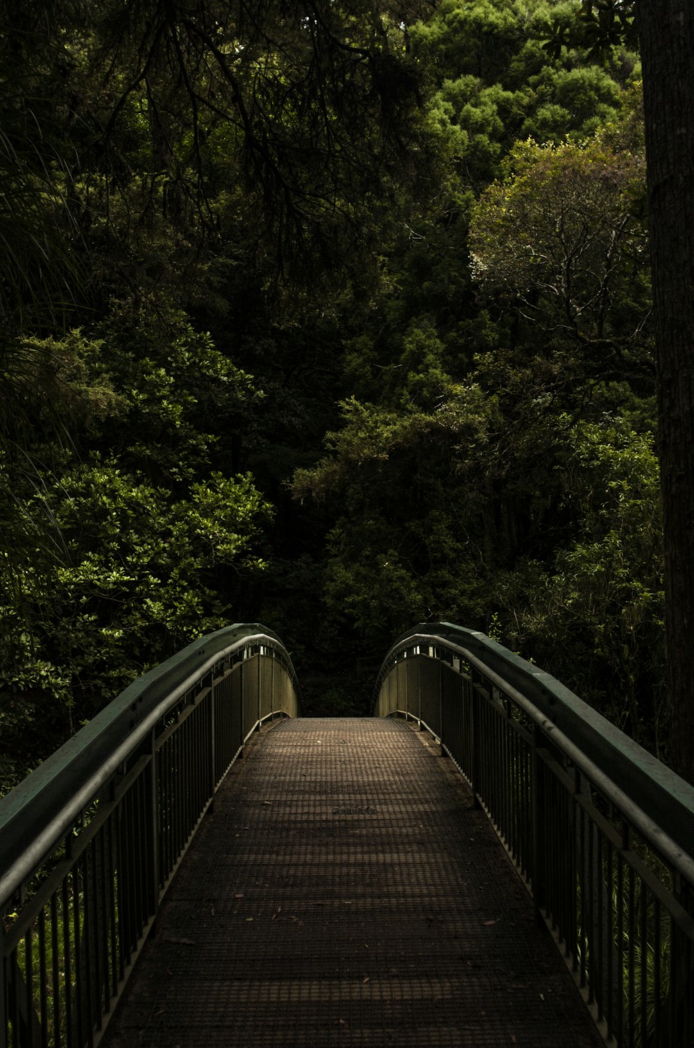 brown and grey footbridge in forest