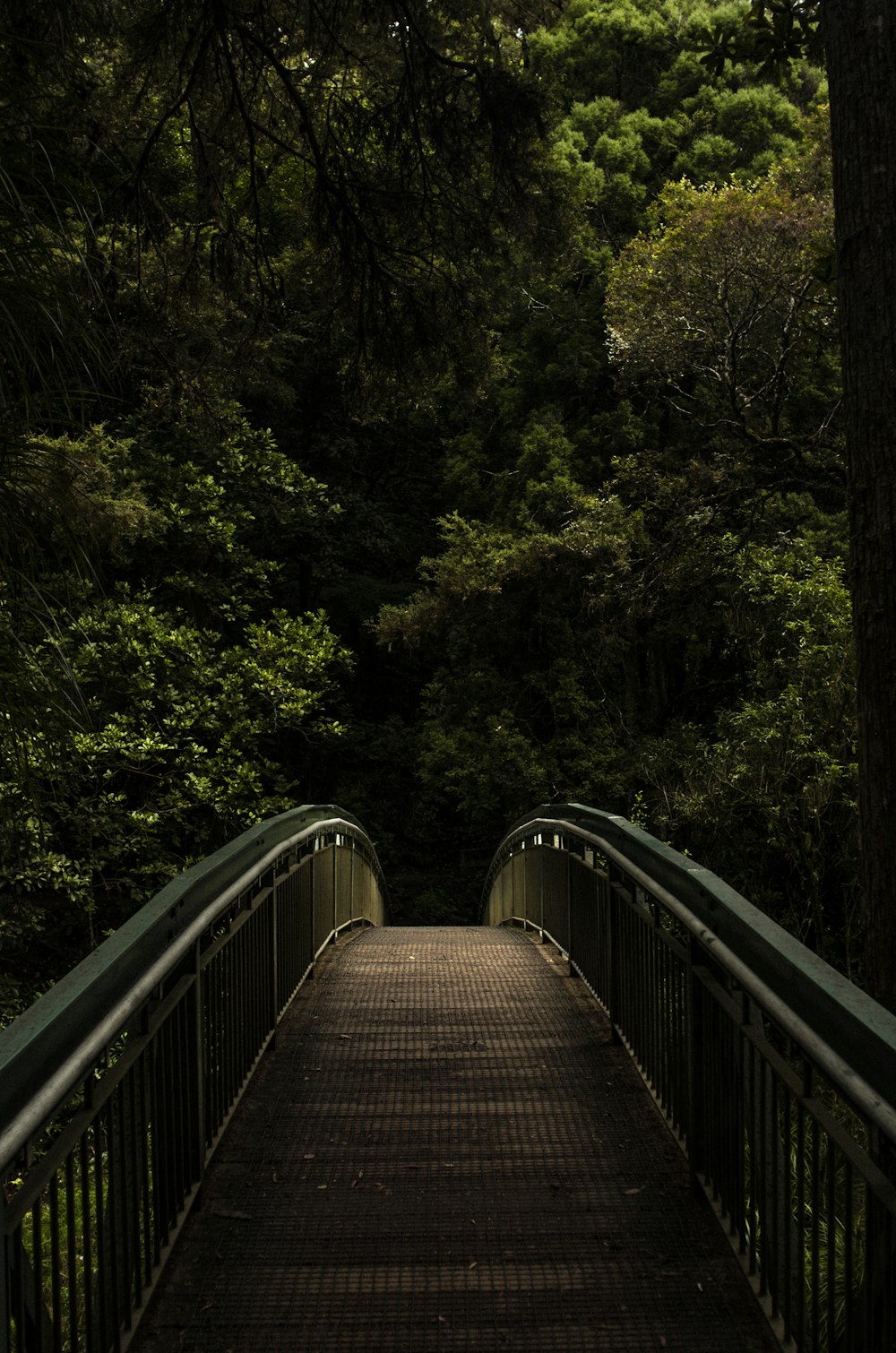 passerelle marron et gris en forêt