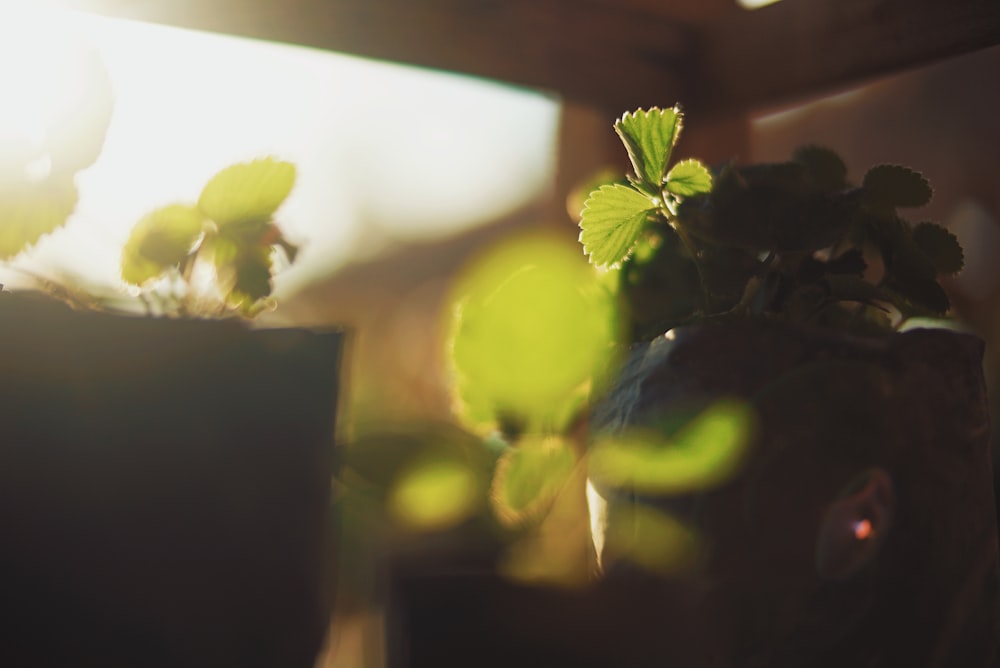 green-leafed plants