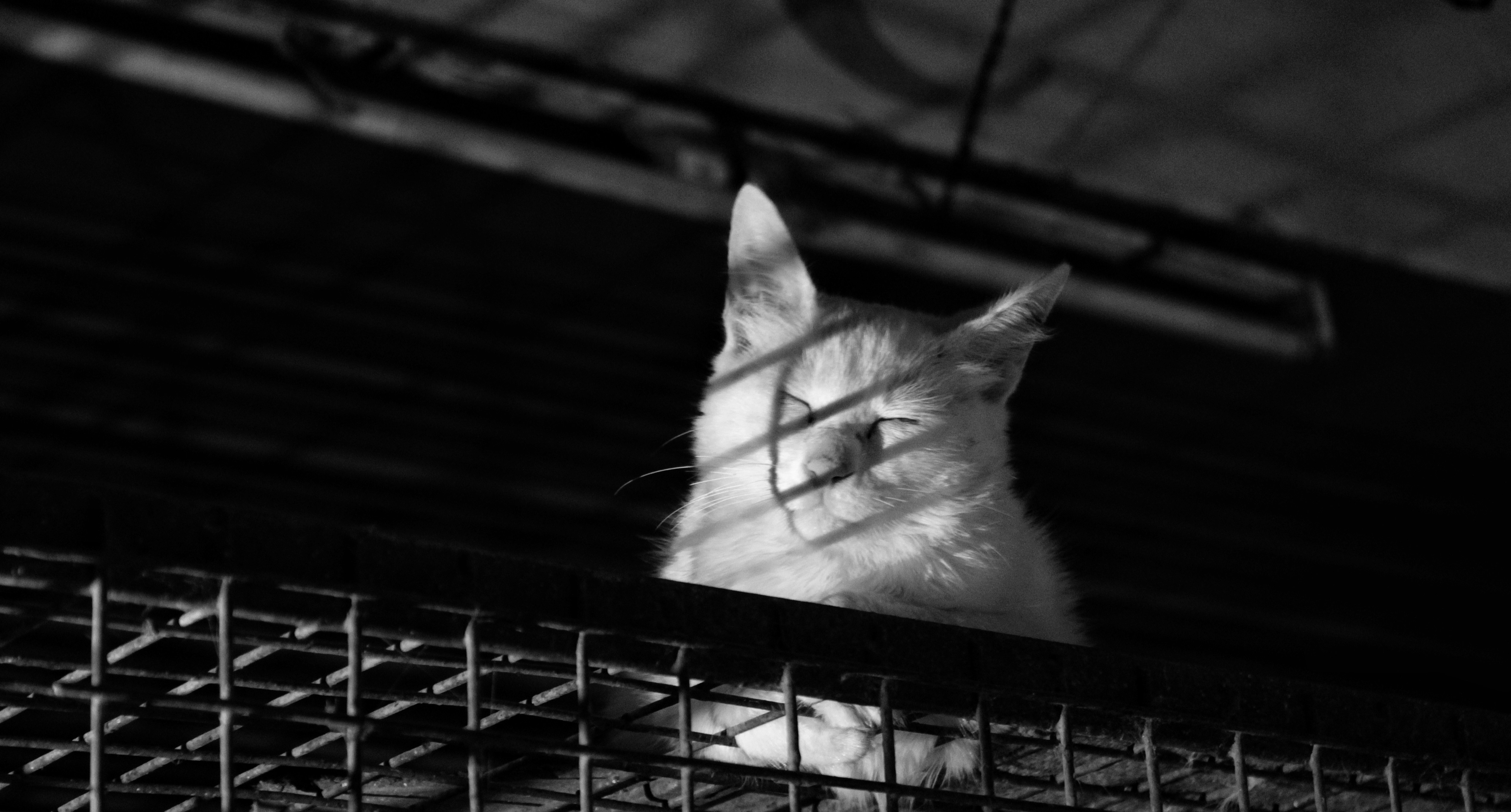 Nocturnal Shenanigans: Nightly Patterns or Personal Connection? (image credits: unsplash)