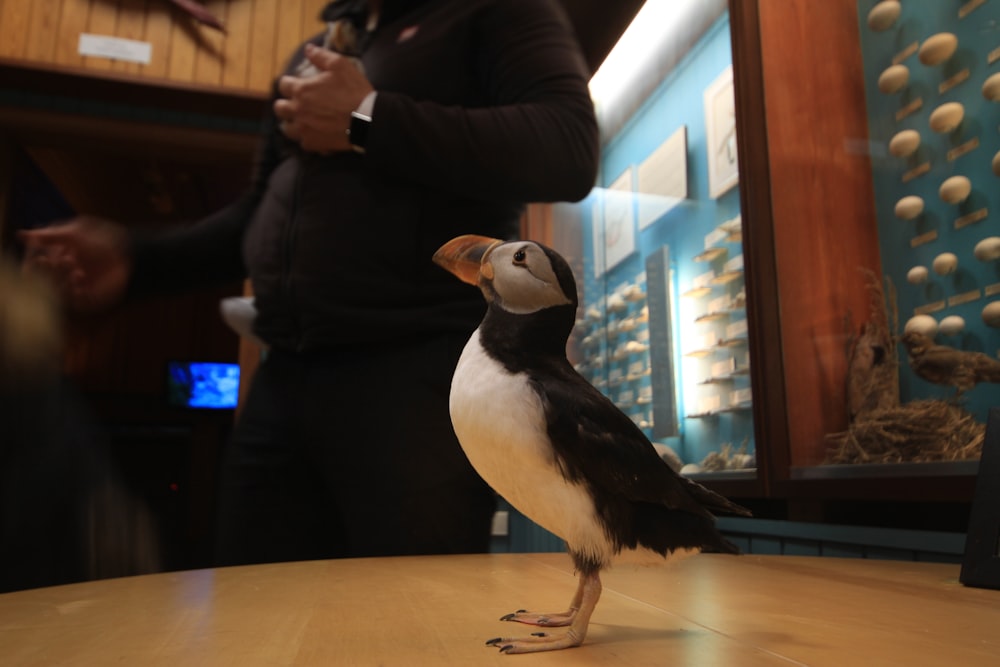 atlantic puffin standing on brown wooden surface