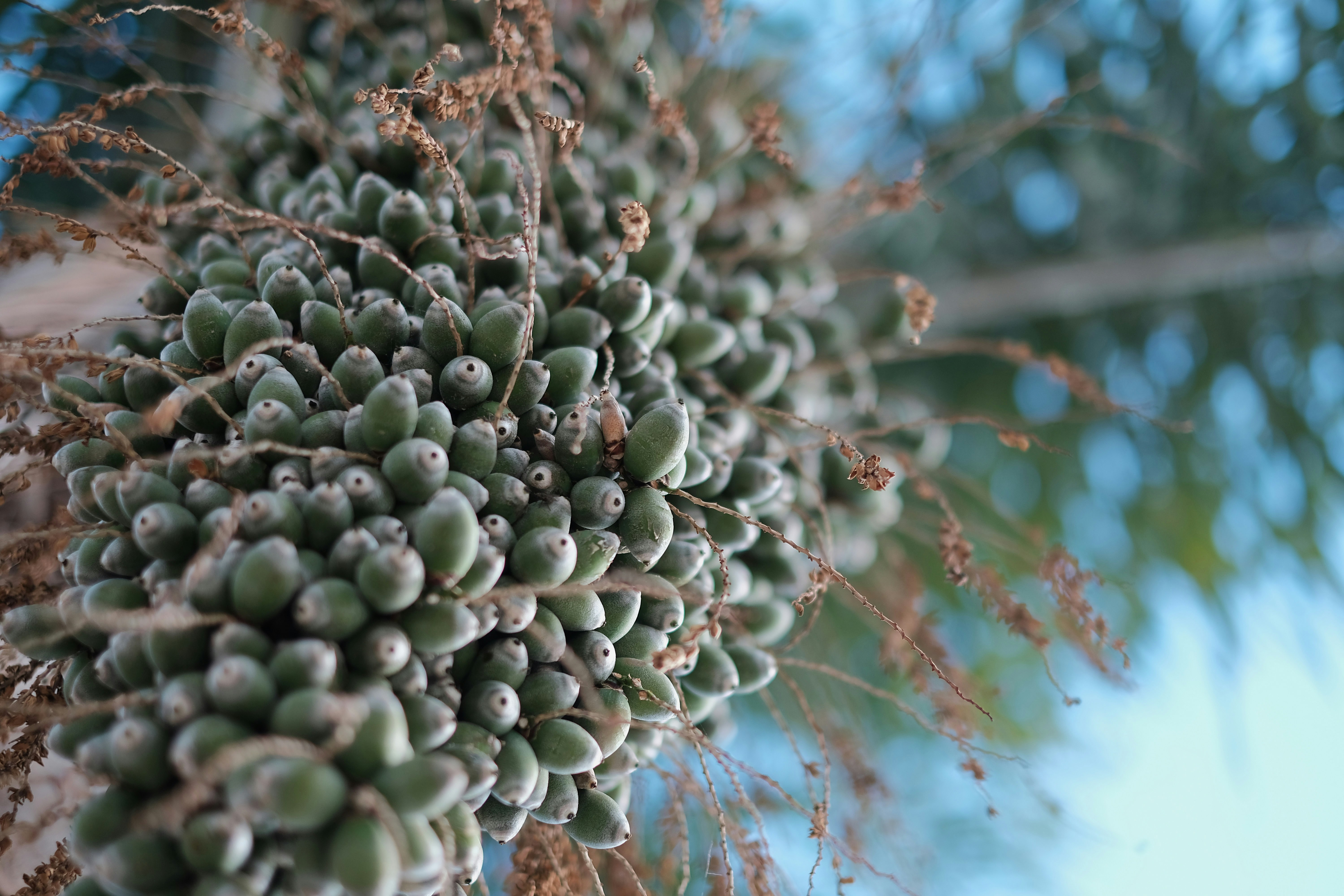 selective focus photography of green fruits