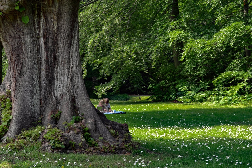 coupe su erba verde vicino agli alberi