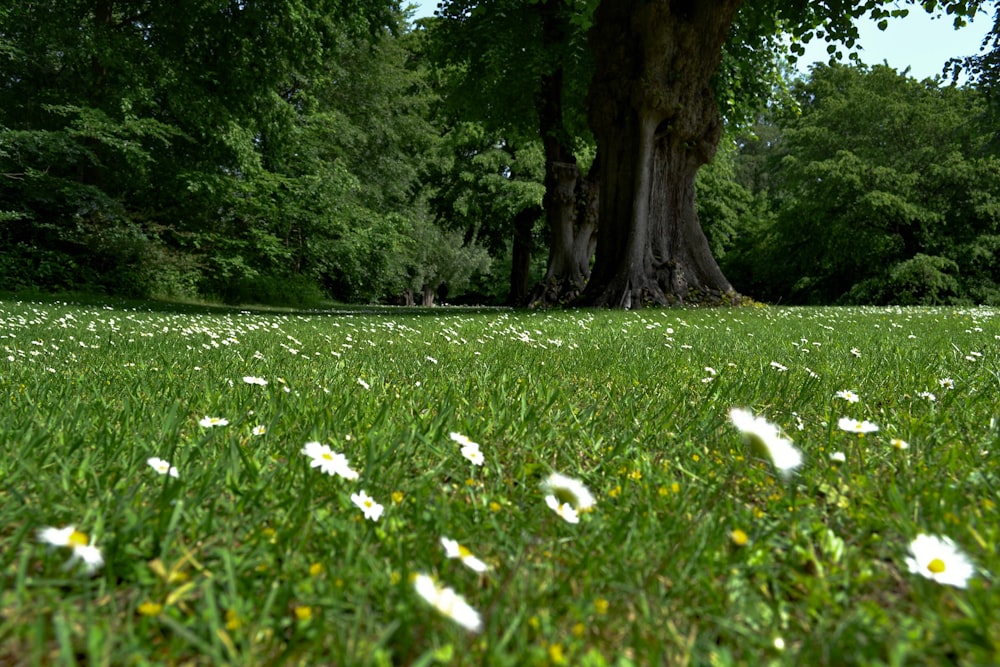 white flowers on forest