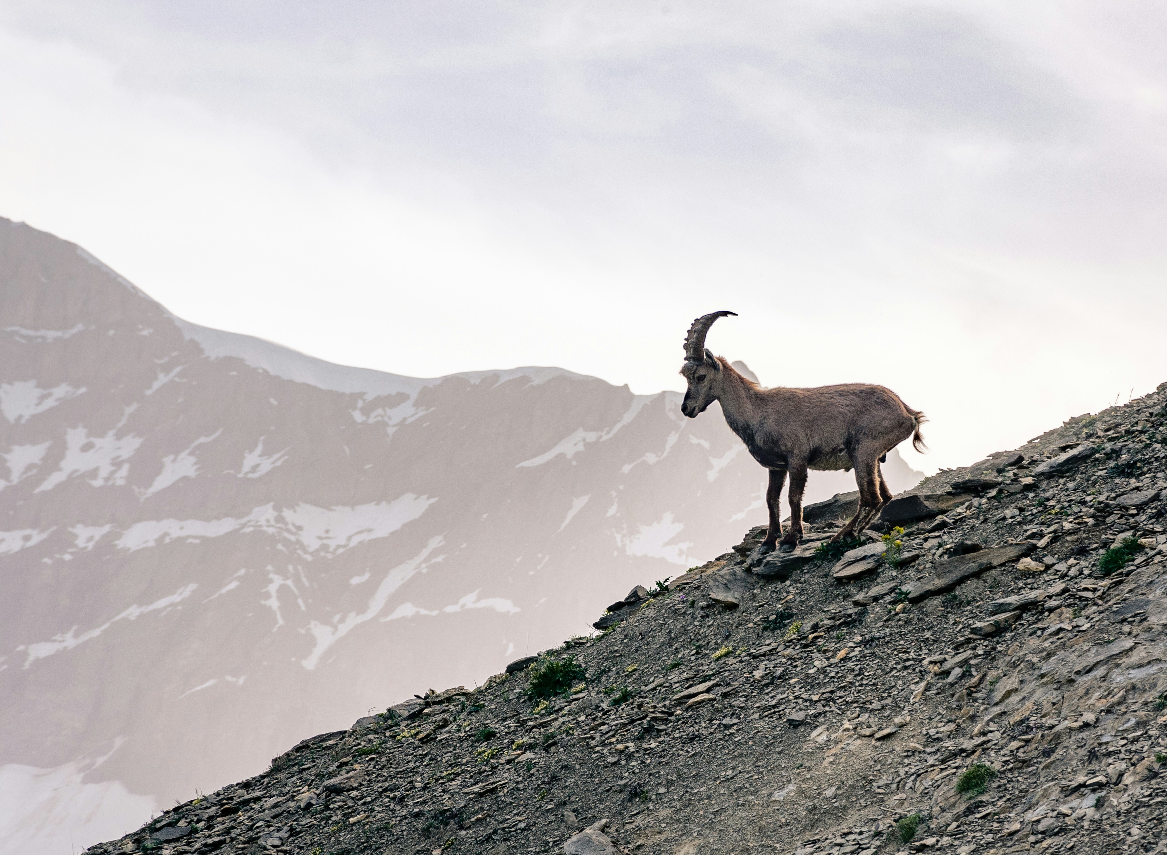 grey mountain goat