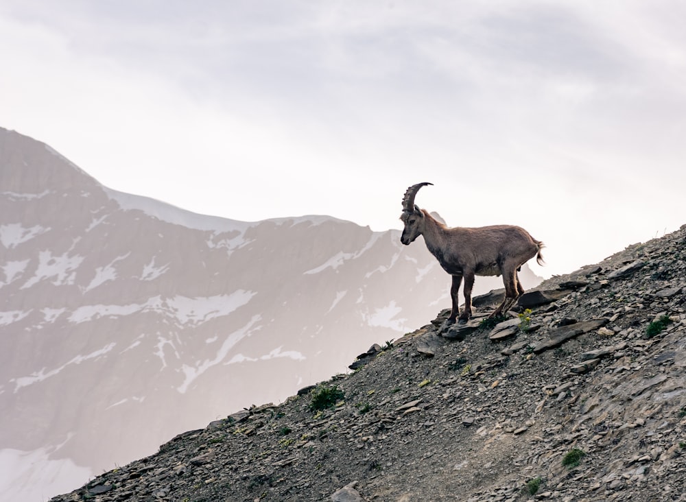 grey mountain goat