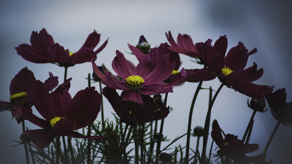 pink daisies