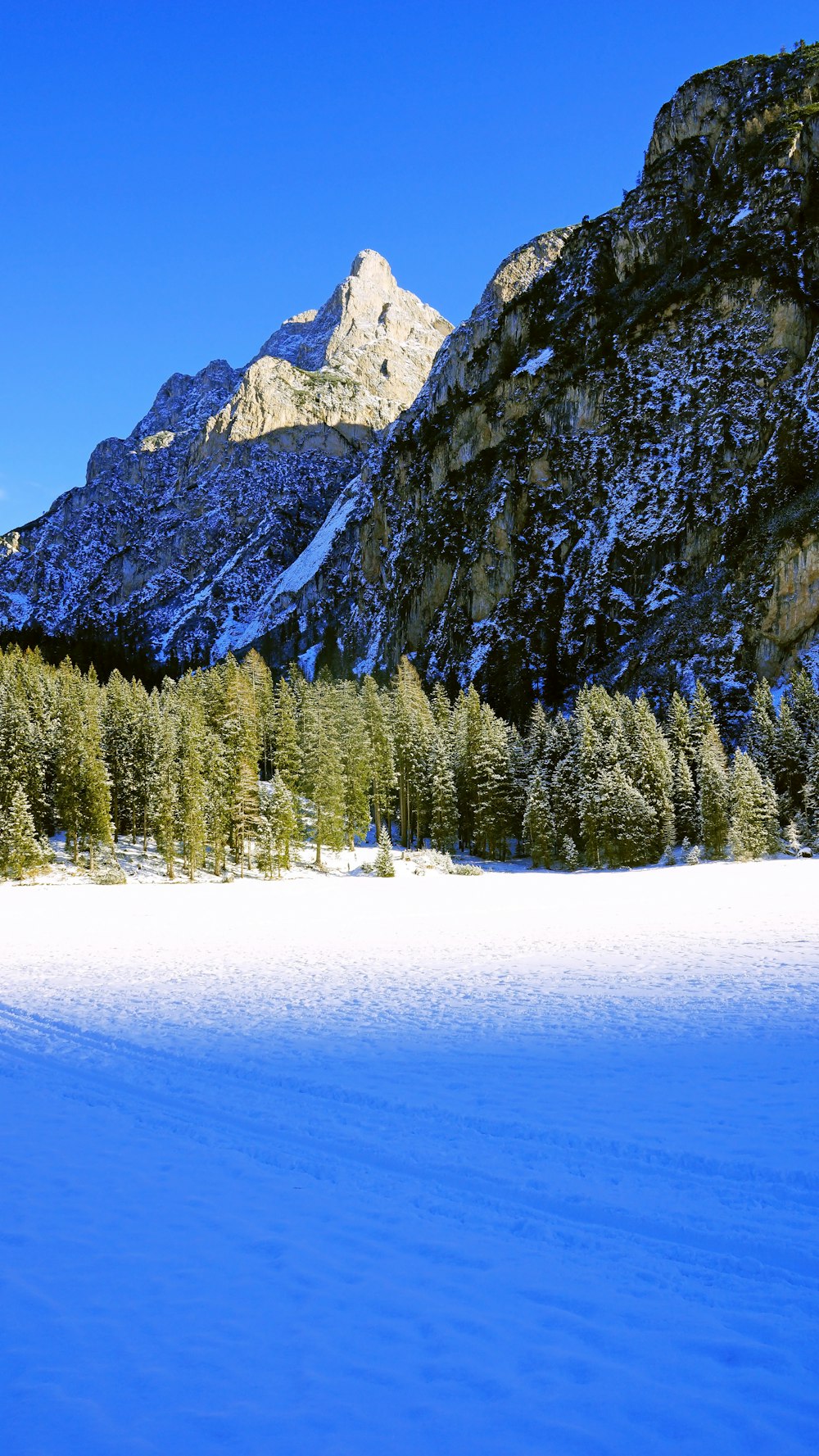 green trees near snow-covered mountain