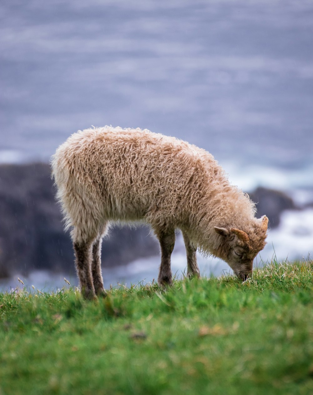 brown lamb on grass field
