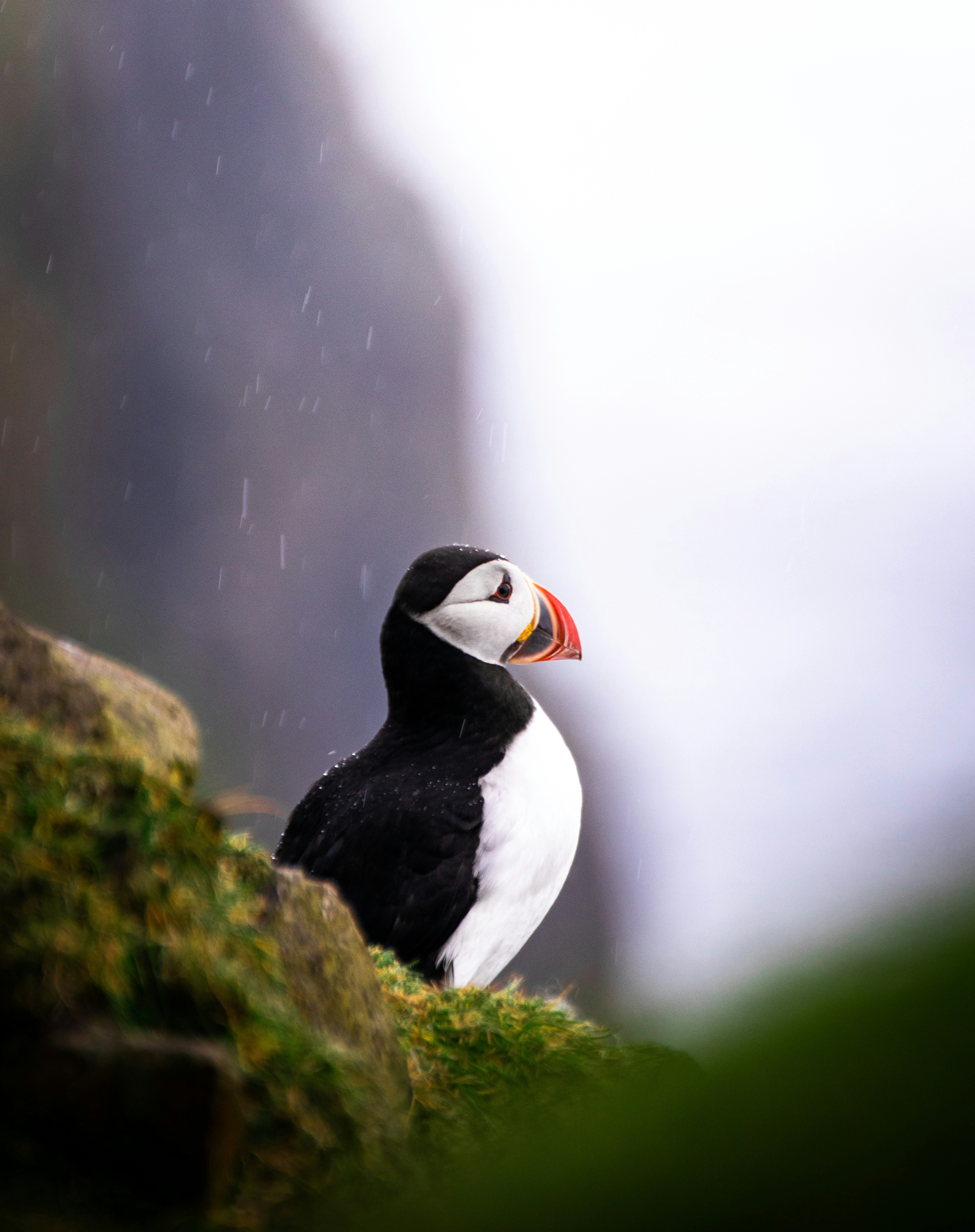 Animal bird puffin and beak HD photo by Tomáš Malík malcoo