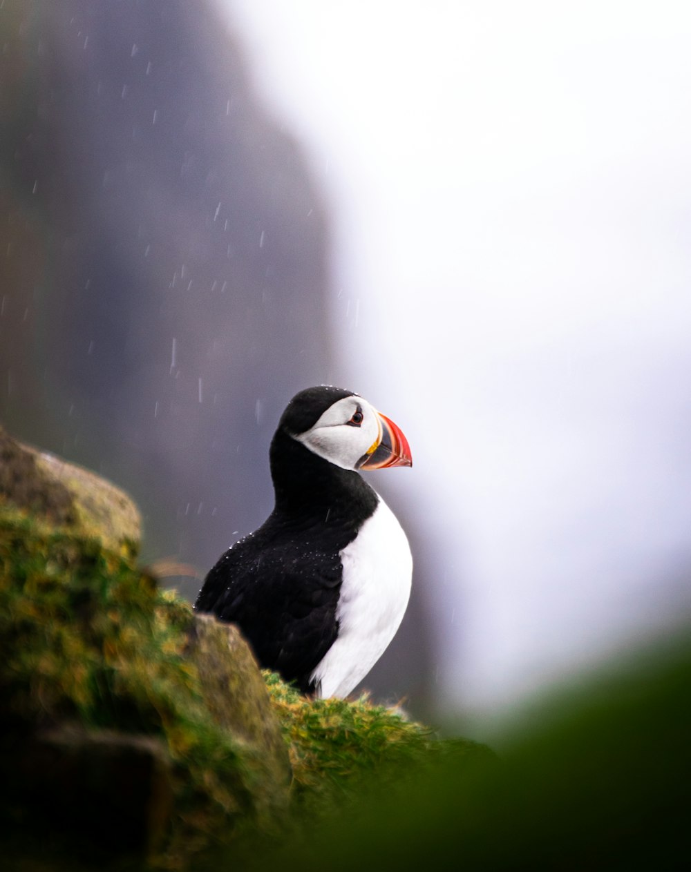 white and black atlantic puffin
