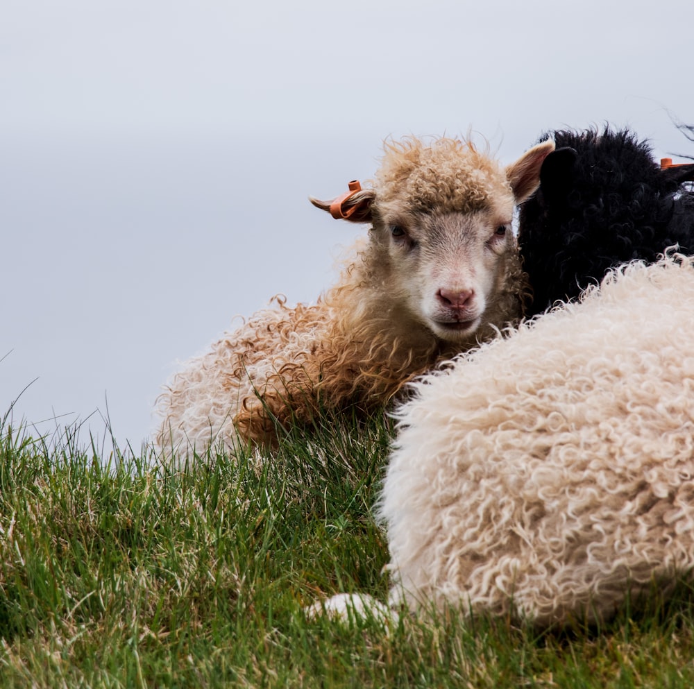 brown sheep on grass