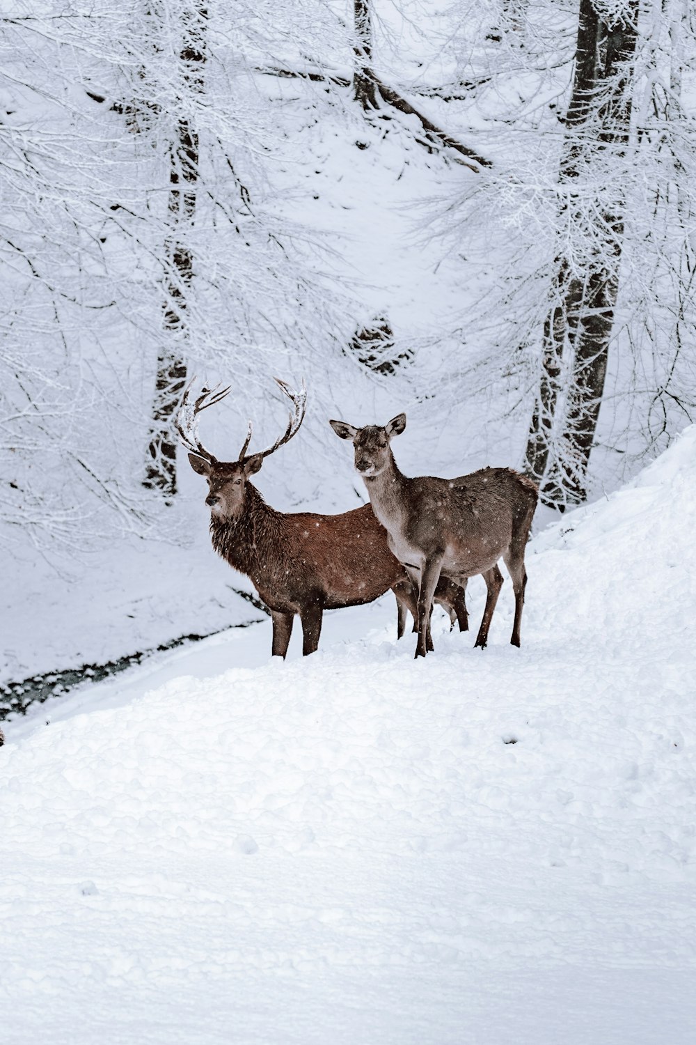 two brown deer on snow
