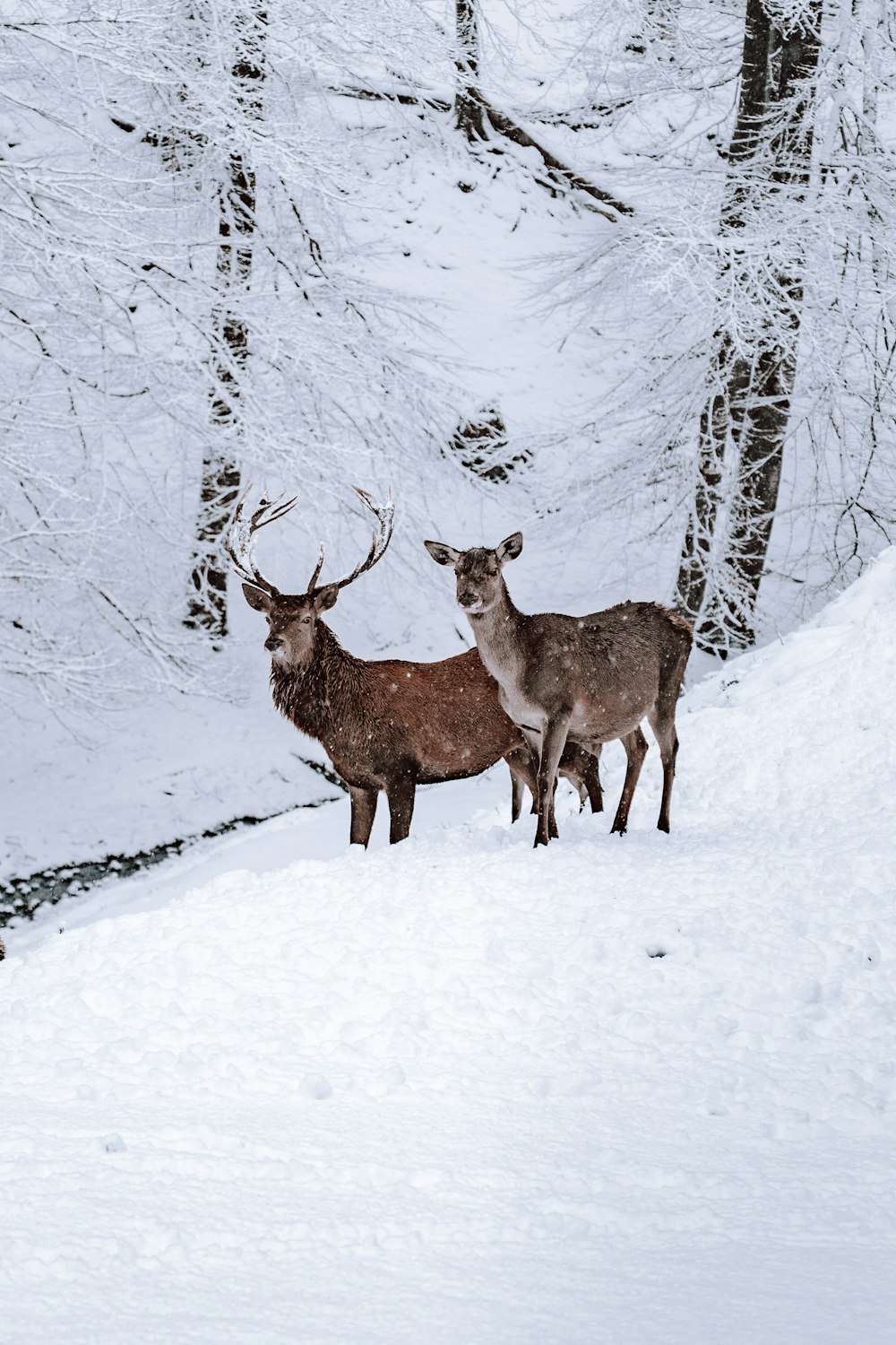 Deer Snow Pictures  Download Free Images on Unsplash