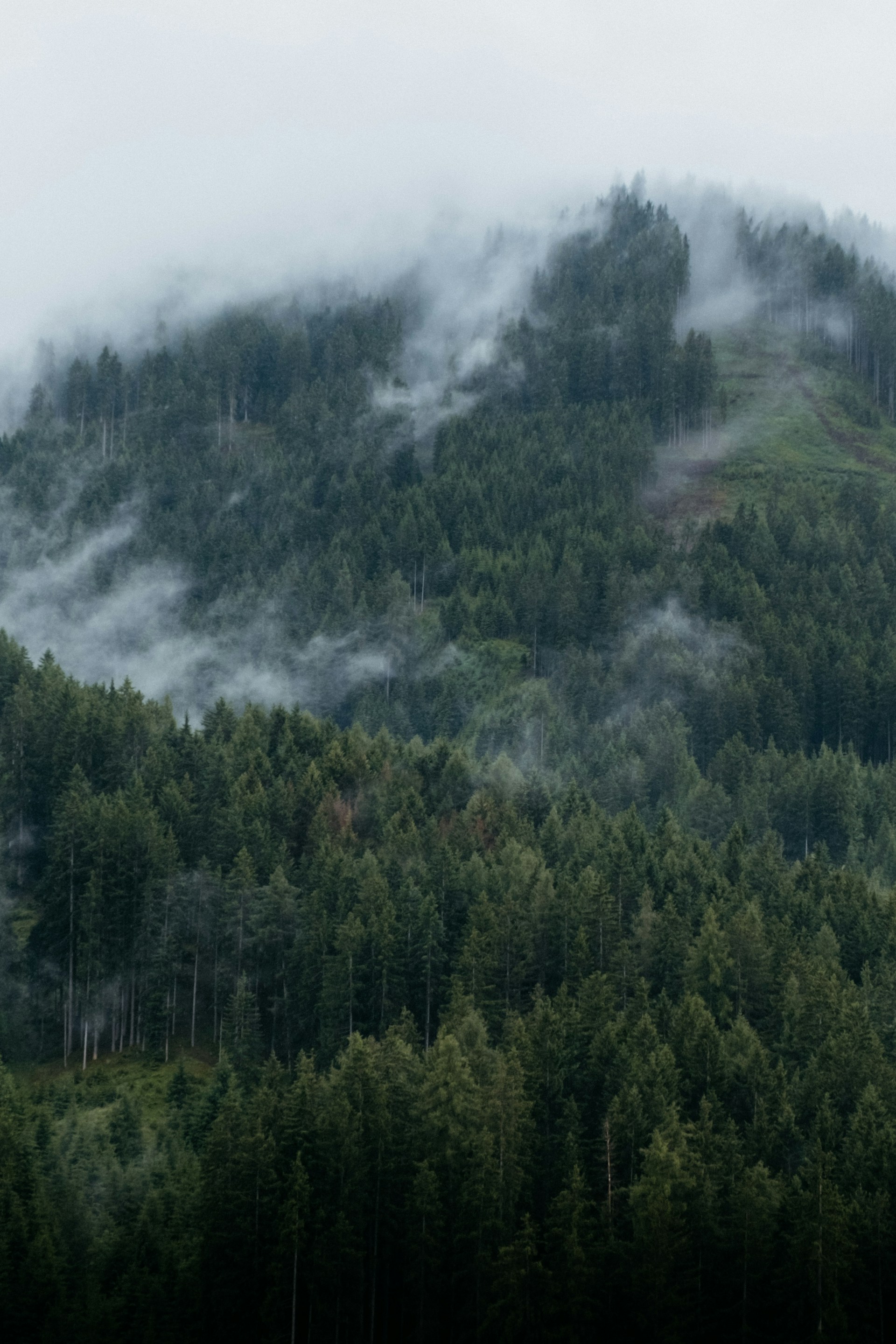 green pine trees