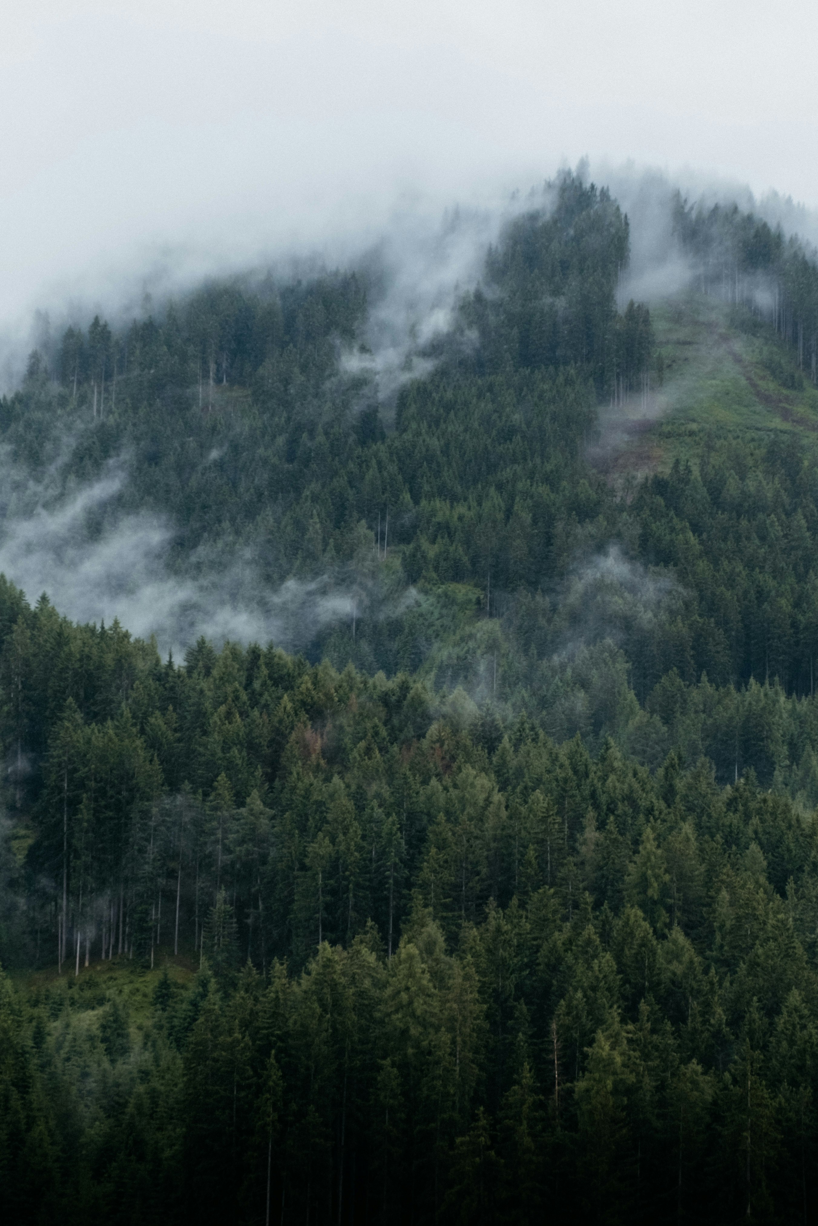 green pine trees