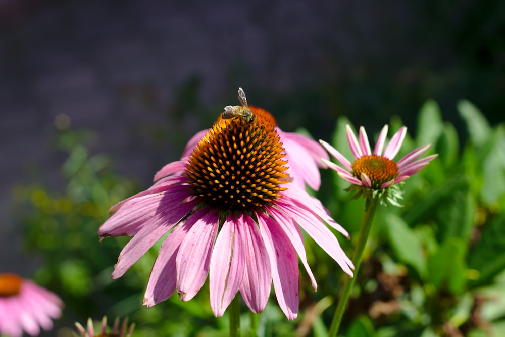 pink flowers