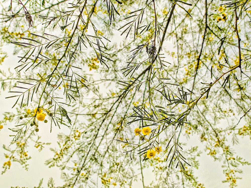 yellow flowers and green leaves