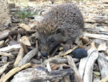A group of hedgehogs nestled together in a cozy wooden shelter at Nash Haven.