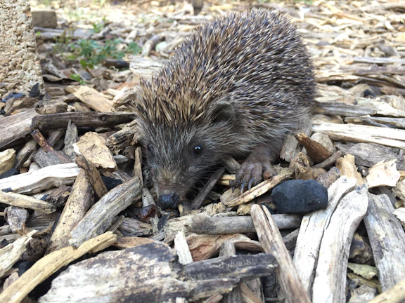 A group of hedgehogs nestled together in a cozy wooden shelter at Nash Haven.