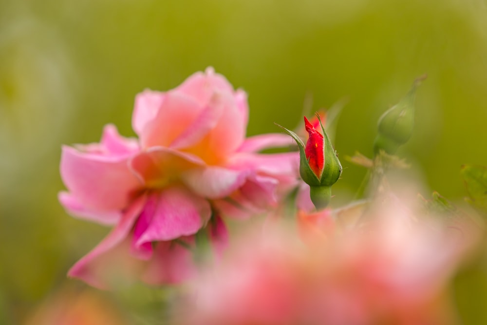 pink cluster flower