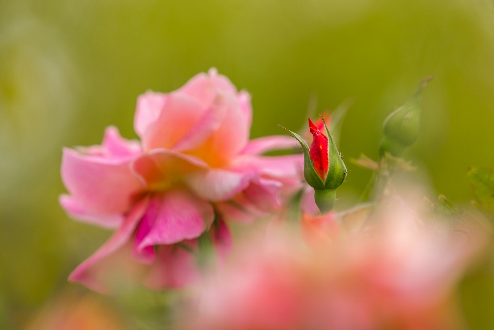 Canon EOS 5D Mark IV + Canon EF 100-400mm F4.5-5.6L IS II USM sample photo. Pink cluster flower photography