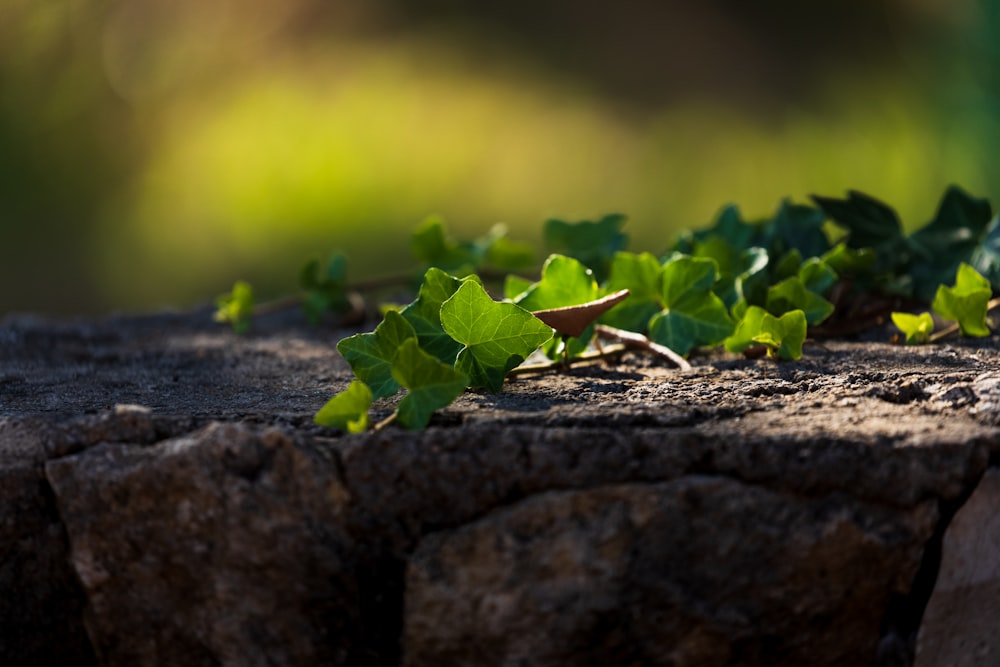 selective focus photography of green-leafed plant during daytime