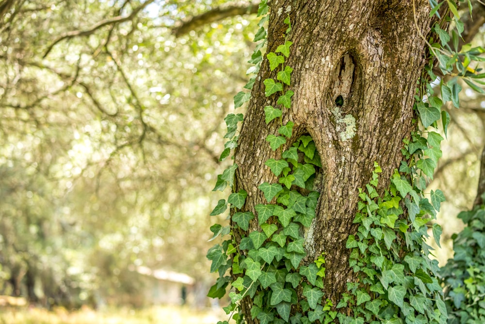 green-leafed plants on tree