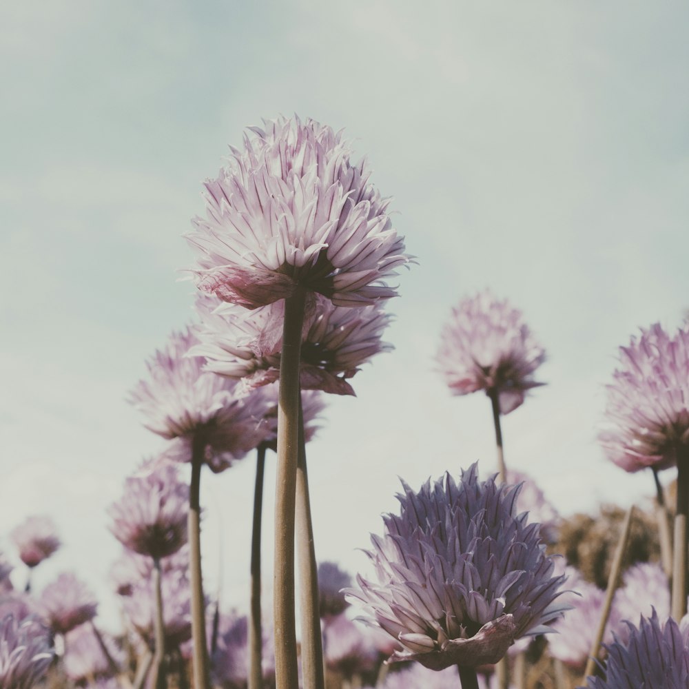 purple petaled flower lot