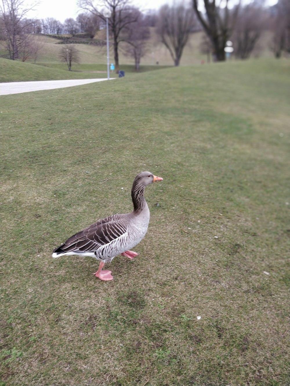 gray duck on grass