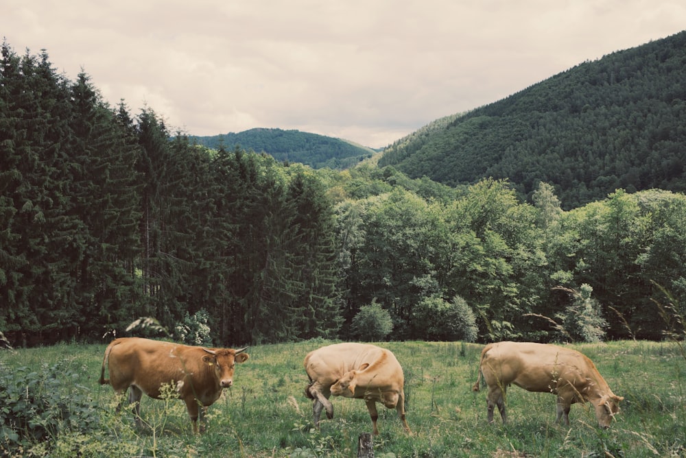 three brown cattles on grass near tress