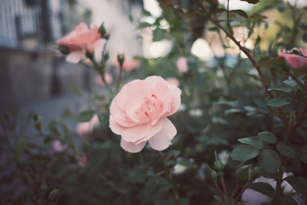 pink flowered rose plant