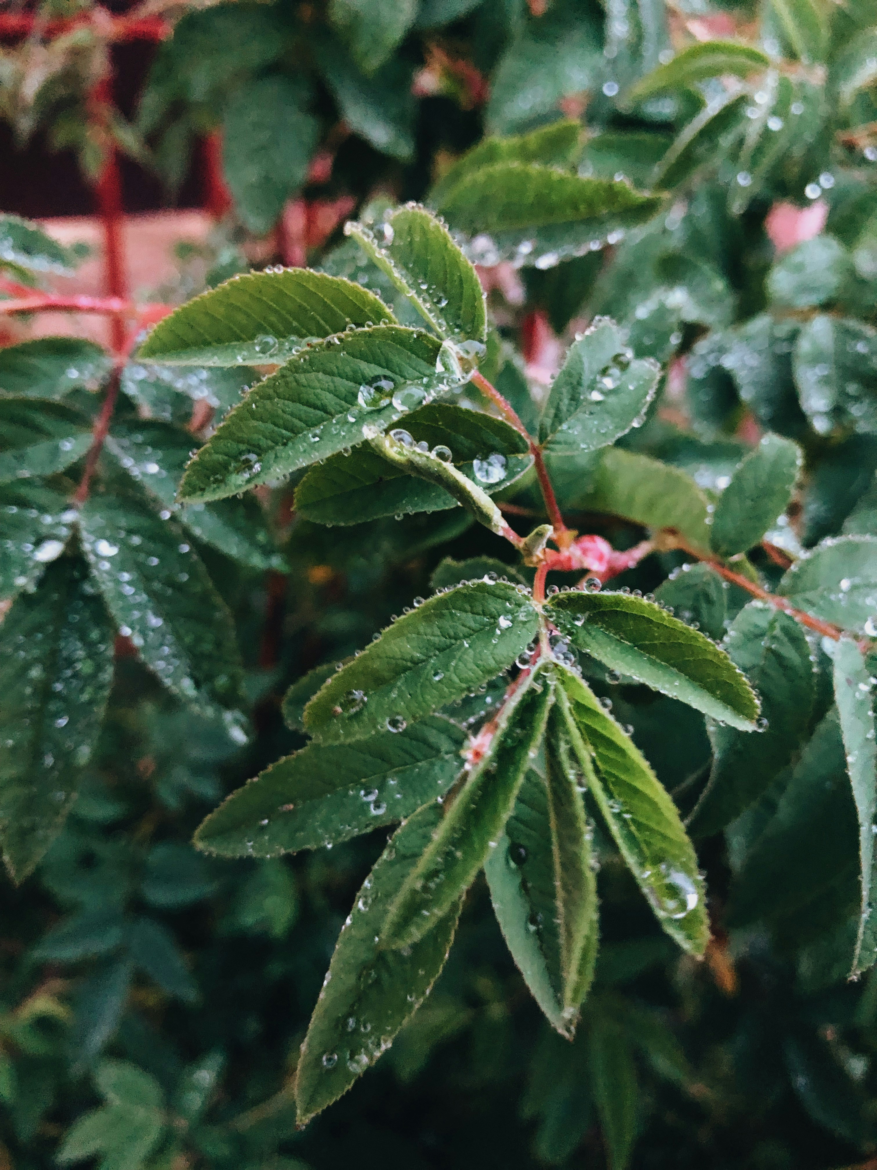 plantes à feuilles vertes