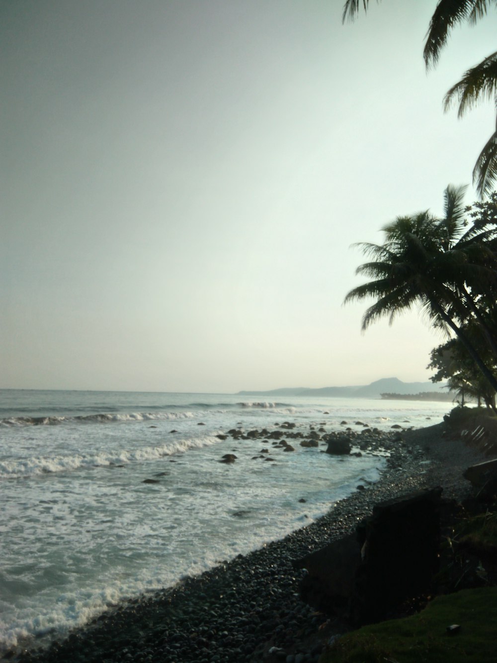 seashore and palm trees