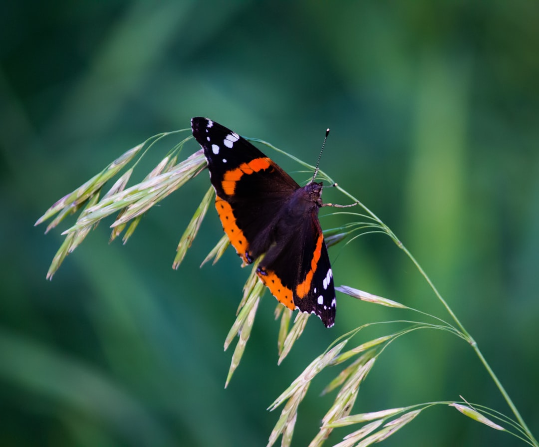 black and red butterfly