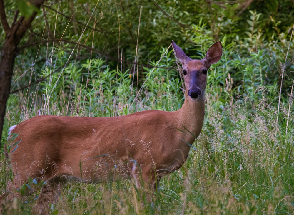 brown deer near green-leafed plants