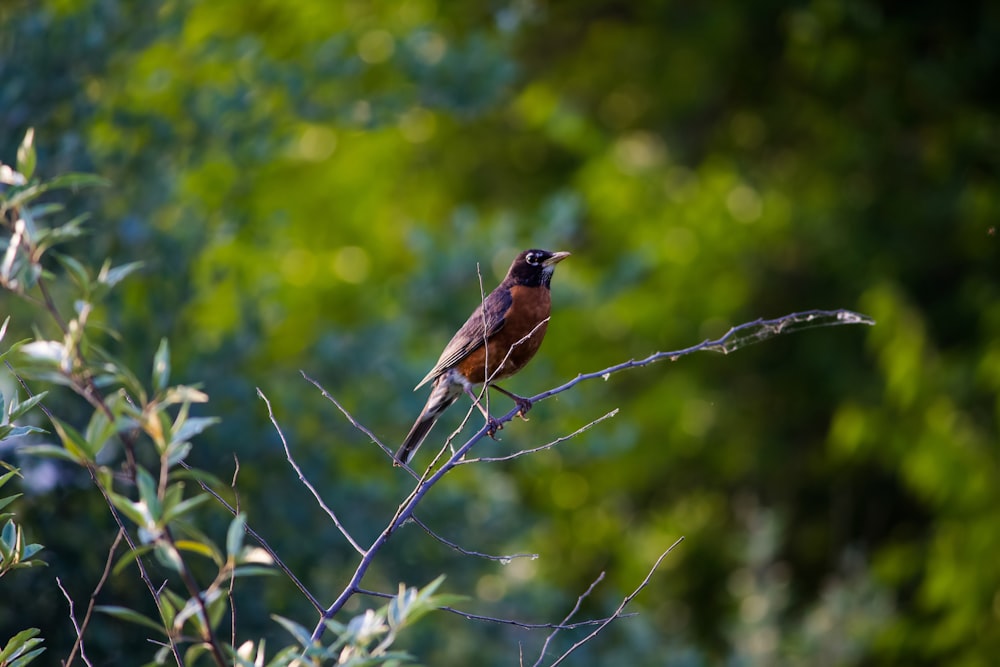 brown and black bird