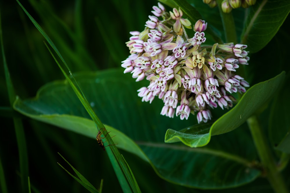 white petaled flowers