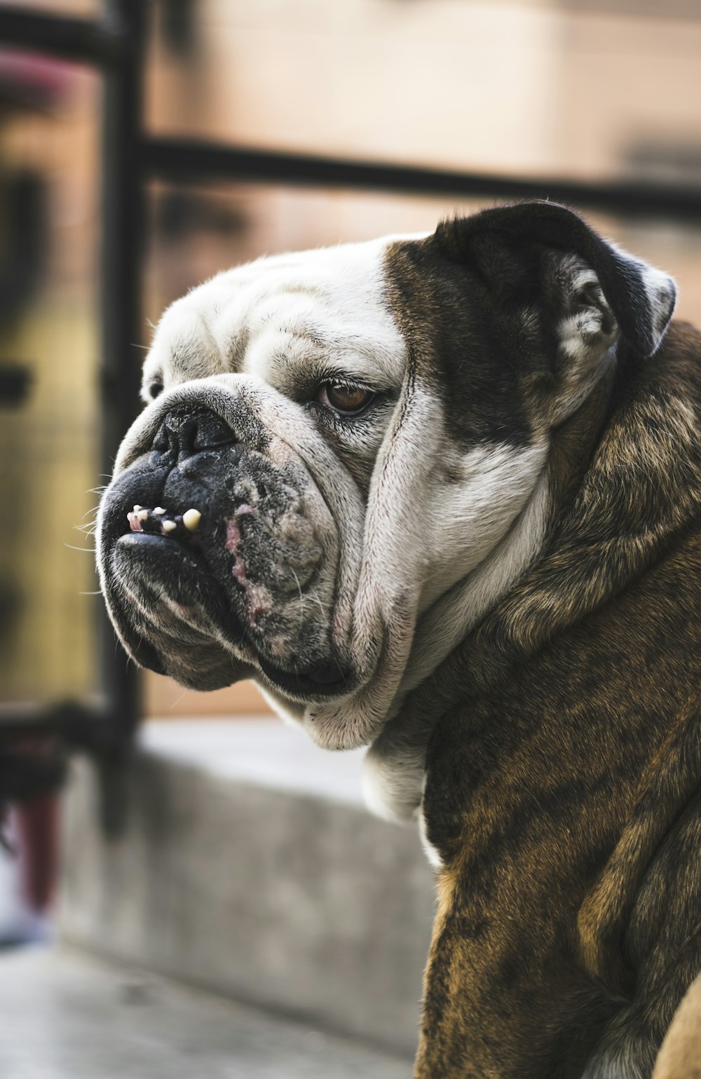 selective focus photography of English bulldog