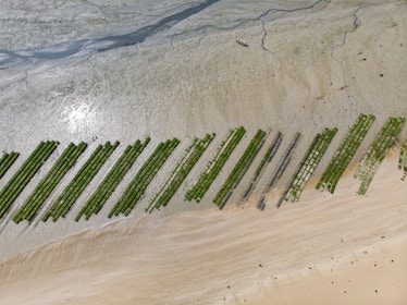 Rows of green seaweed farms lie parallel on a sandy beach near the water's edge. The beach appears expansive, with varying shades of brown and beige sand. A small boat is visible on the upper section, near the water where the sand meets the tidal area.