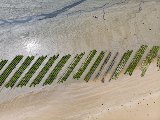 Rows of green seaweed farms lie parallel on a sandy beach near the water's edge. The beach appears expansive, with varying shades of brown and beige sand. A small boat is visible on the upper section, near the water where the sand meets the tidal area.