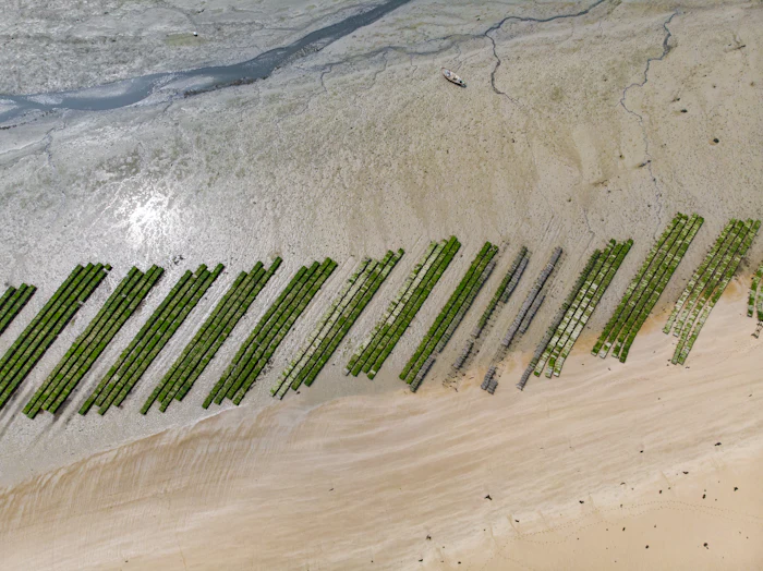 Rows of shellfish farm poles on the tidal flats