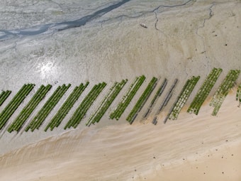 Rows of green seaweed farms lie parallel on a sandy beach near the water's edge. The beach appears expansive, with varying shades of brown and beige sand. A small boat is visible on the upper section, near the water where the sand meets the tidal area.