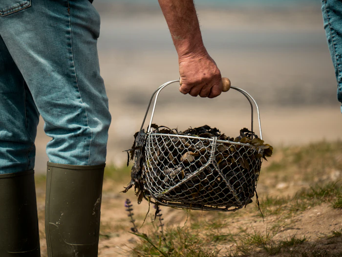 A shellfish farmer carrying a basket of the harvest