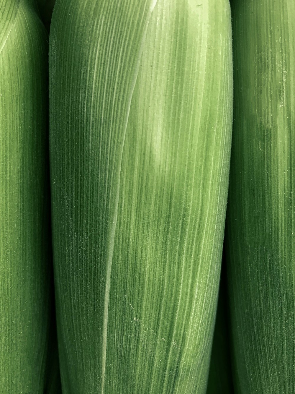green corn husks