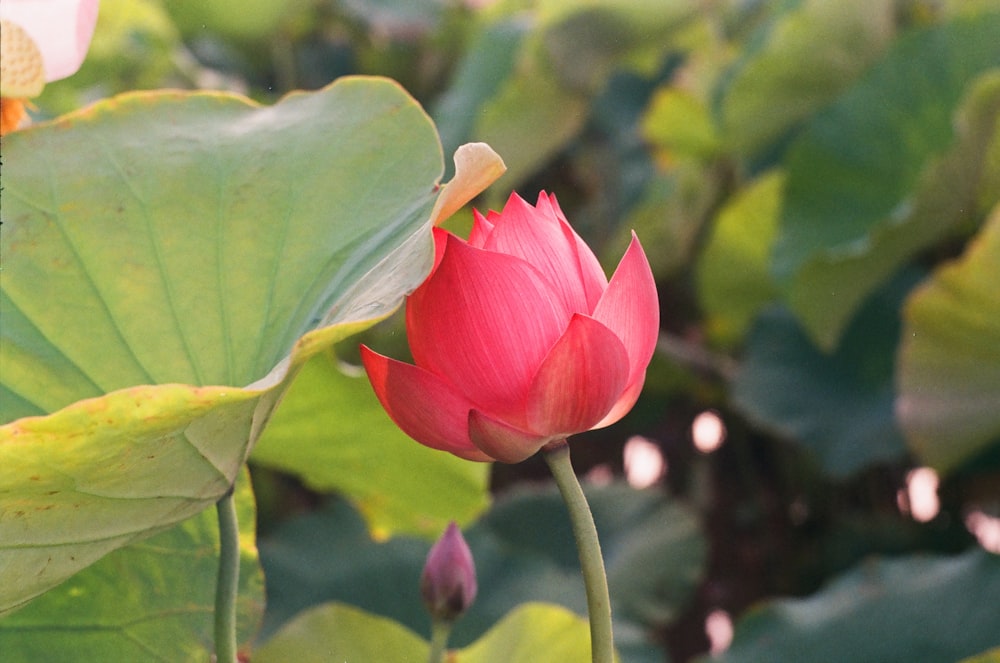 pink lotus flower