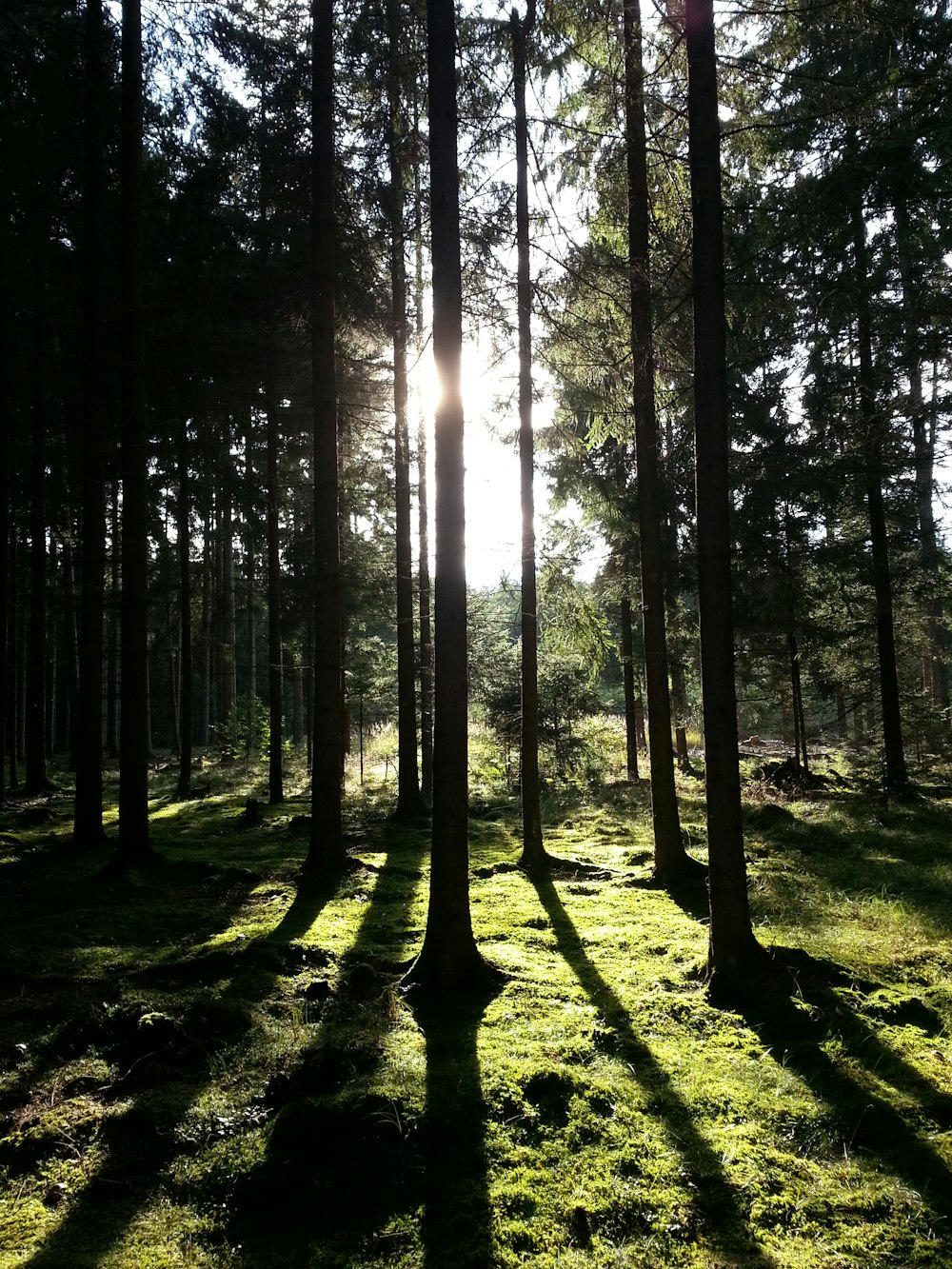 silhouette of trees in forest with sunlight