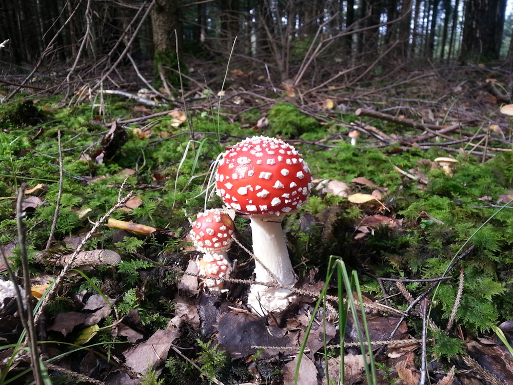 selective focus photography of two red mushrooms