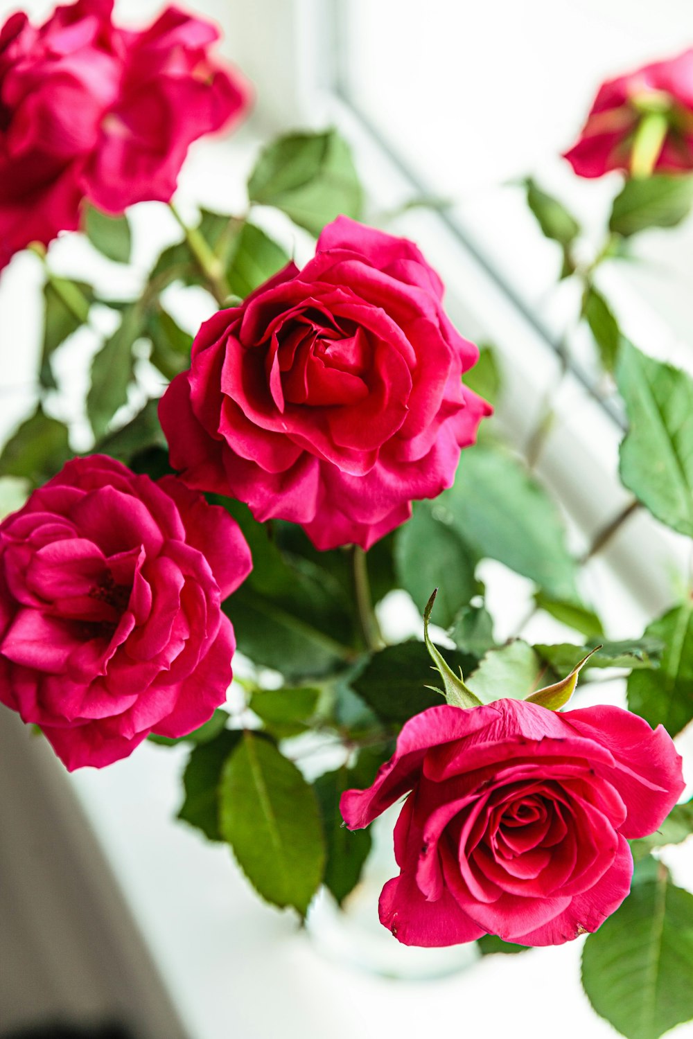 red rose flowers